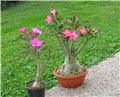 swazicum i arabicum